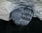 Enrolled Eldredgeops Trilobite From New York #9193-1